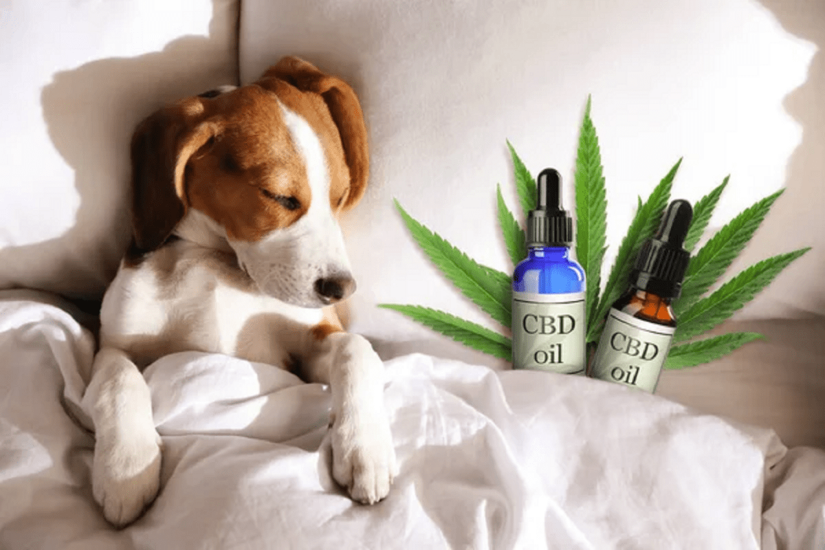 Huile De CBD Pour Chiens Et Chats Quel Est Le Bon Dosage