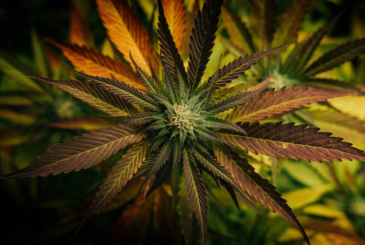 plan cannabis