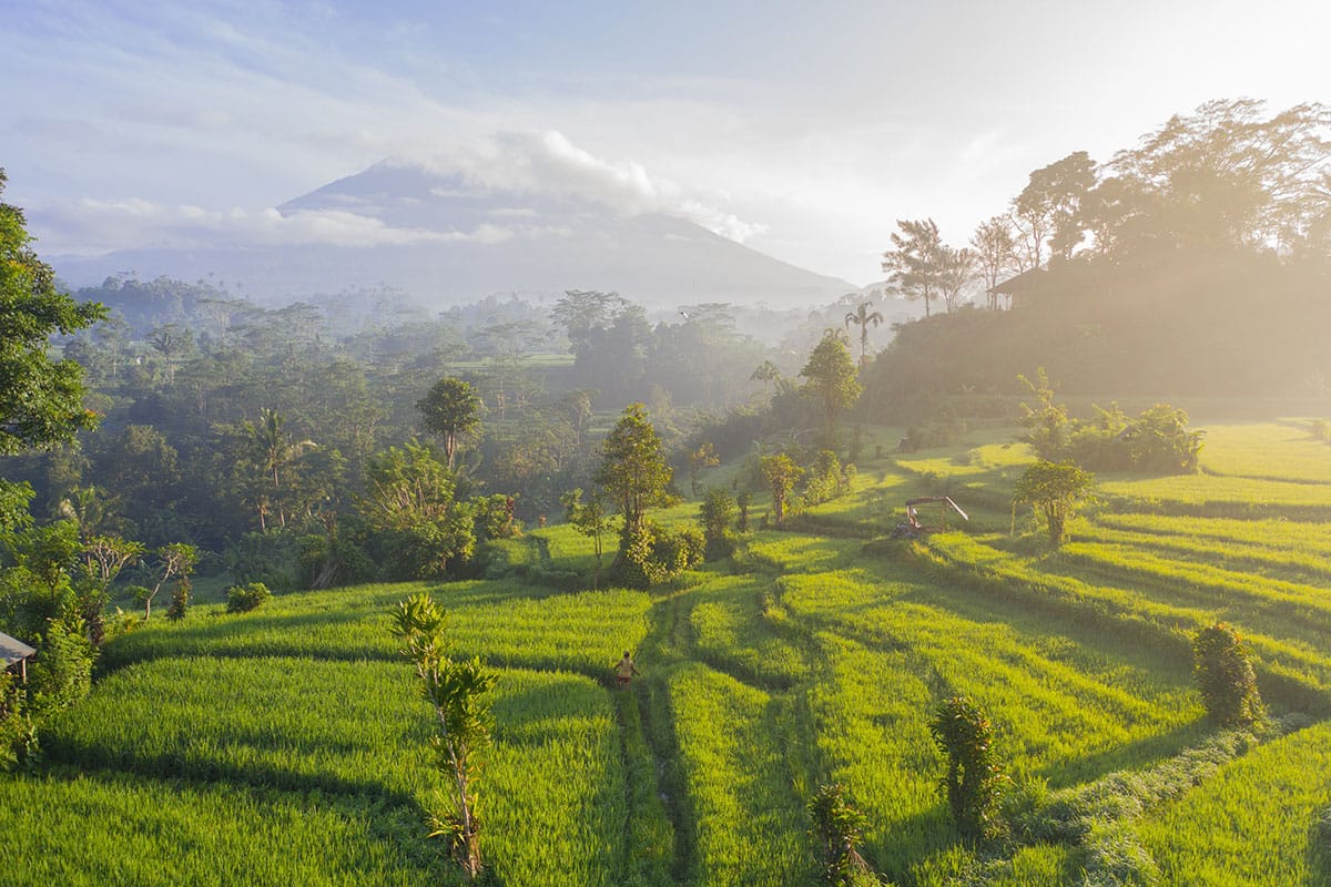 Visiter l'Indonésie : les rizières deBali