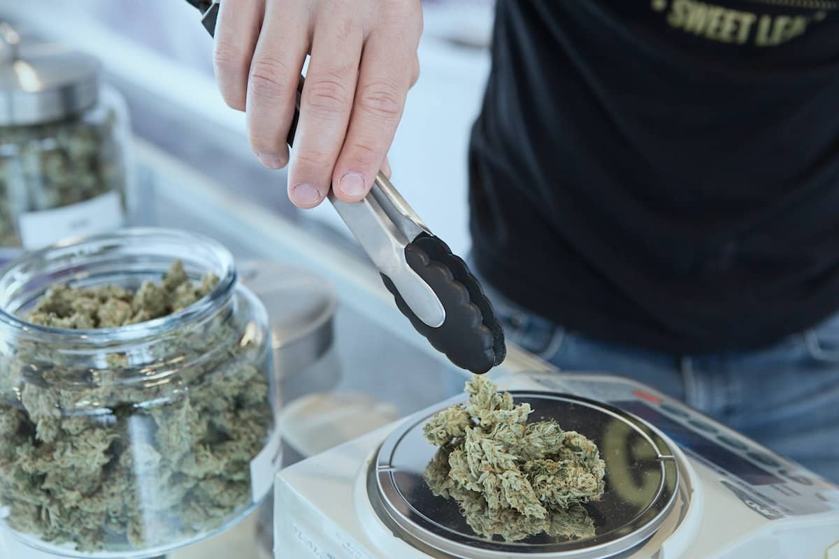 Cannabis Indica vs Cannabis Sativa