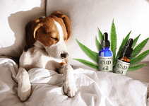 Le bon dosage en huile de CBD pour chiens et chats !